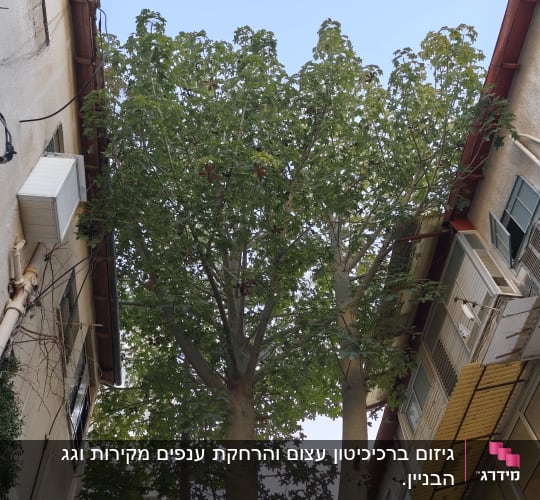 עץ גבוה בין שני בניינים עם עלים ירוקים